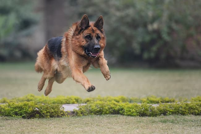 how fast can a german shepherd dog run