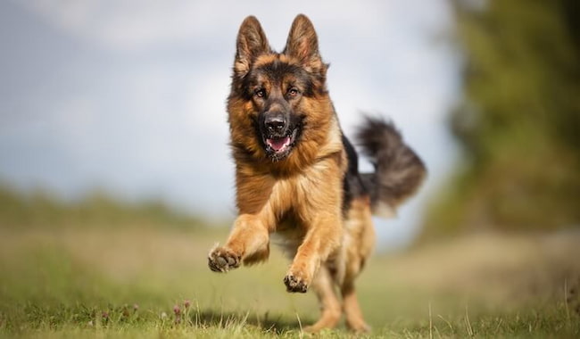 how fast can a german shepherd run
