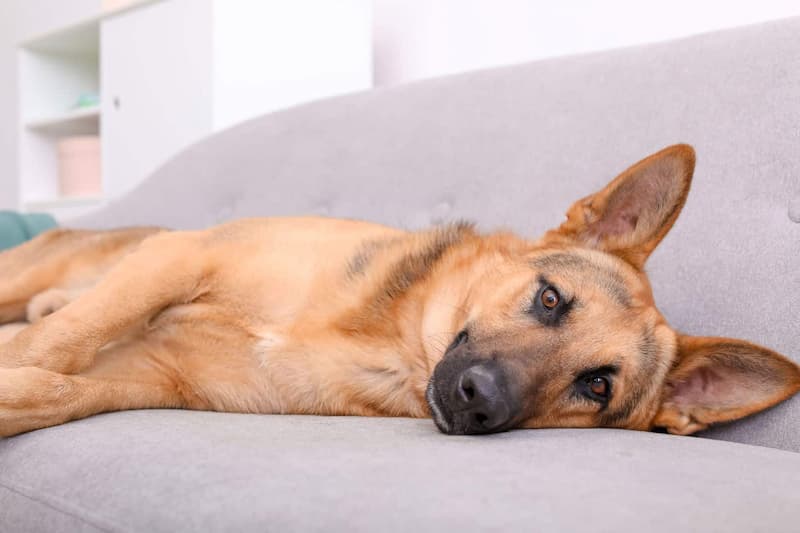 how long does a german shepherd live for