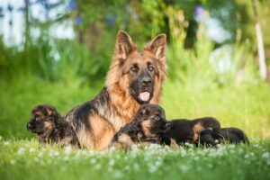 how many puppies can german shepherd have