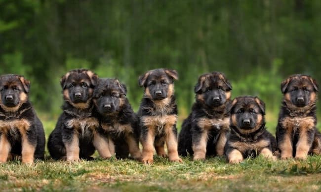  how many puppies do german shepherds have