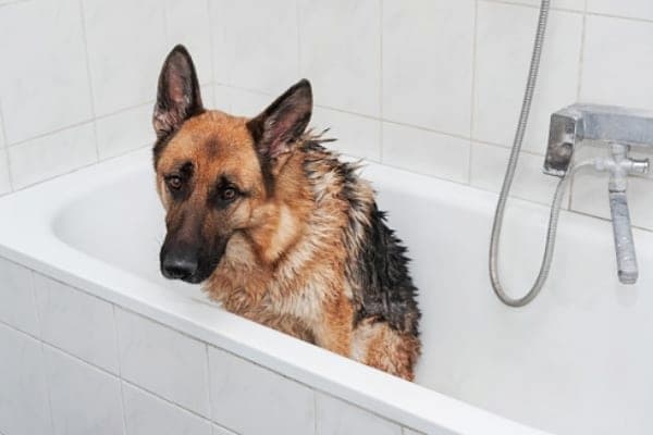 how often should you bathe a german shepherd