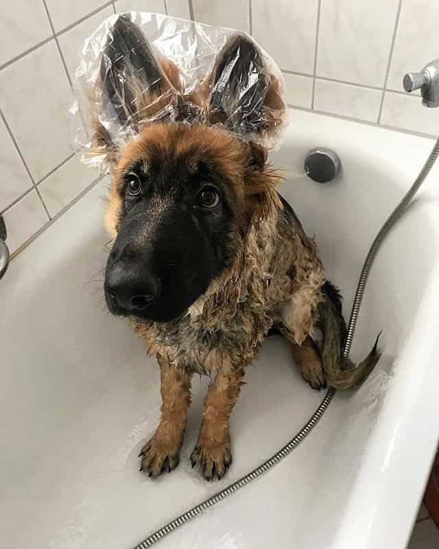 how often to bathe german shepherd