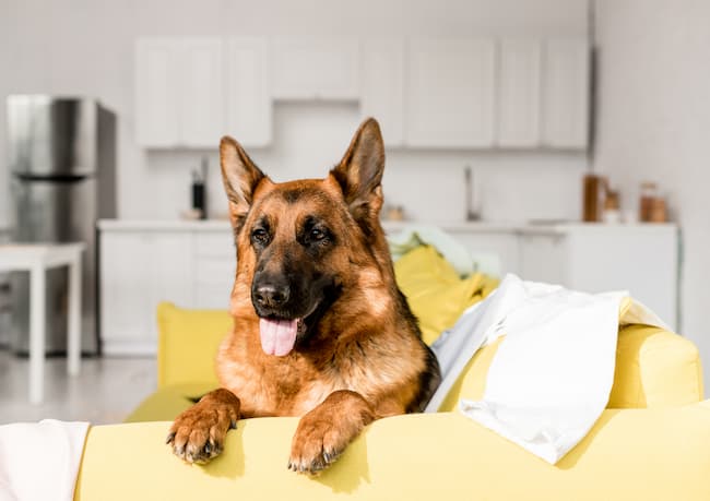  how to keep german shepherd busy at home while you are at work