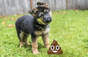 how to potty train a german shepherd puppy