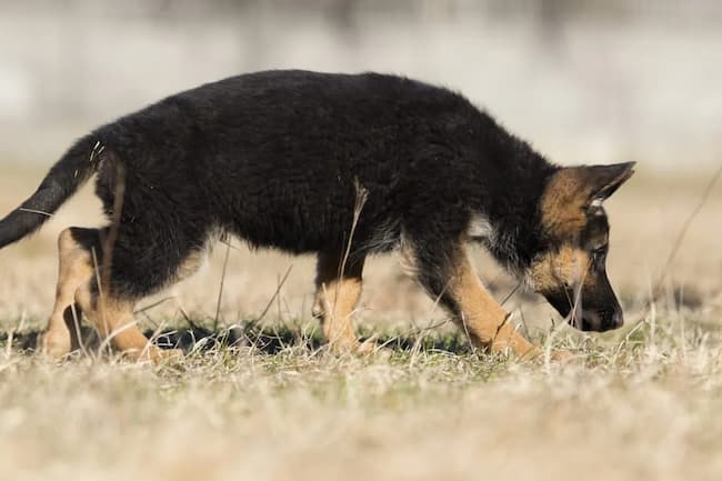 how to potty train a gsd