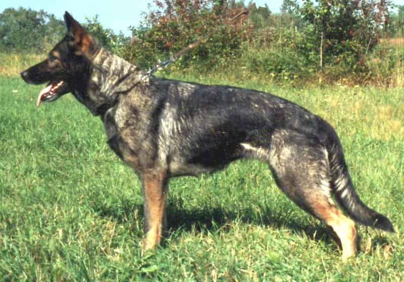  why do german shepherds have a sloped back