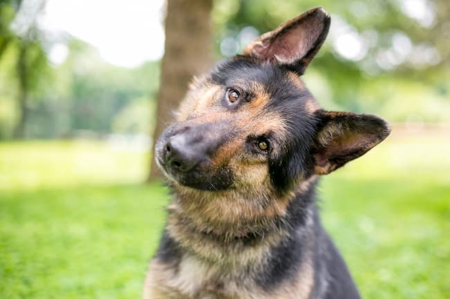  unique german shepherd names female