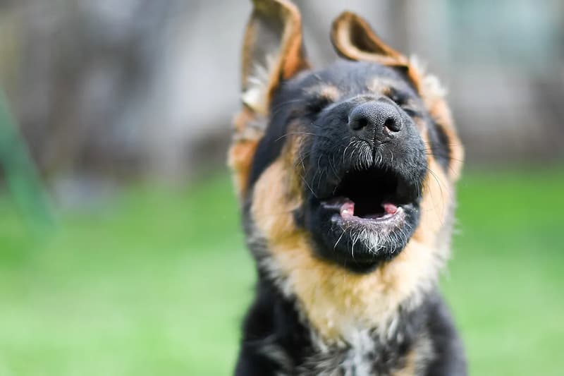 why do german shepherds whine
