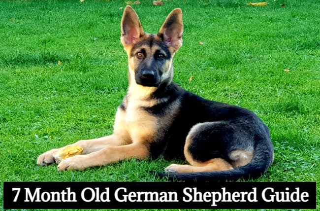 7 month old german shepherd