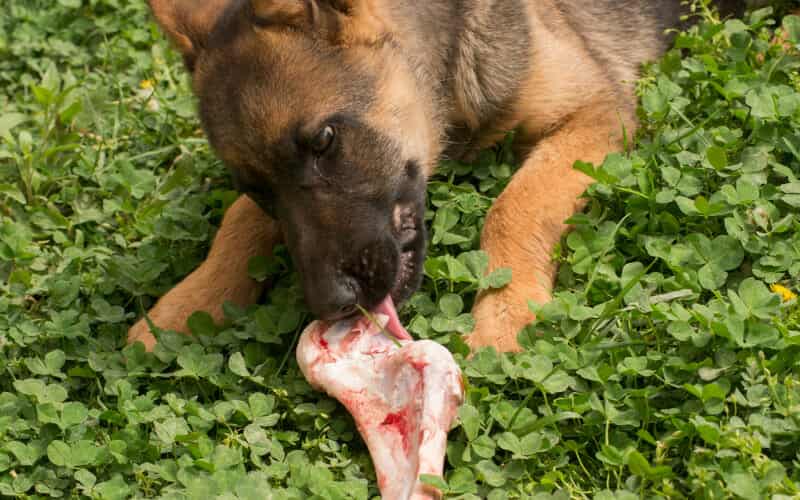 Can German Shepherd Eat Raw Meat