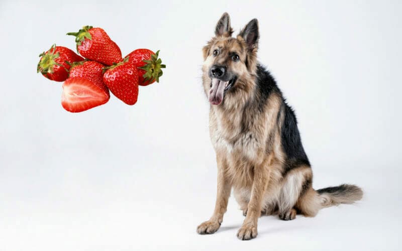 Can German Shepherd Eat Strawberry