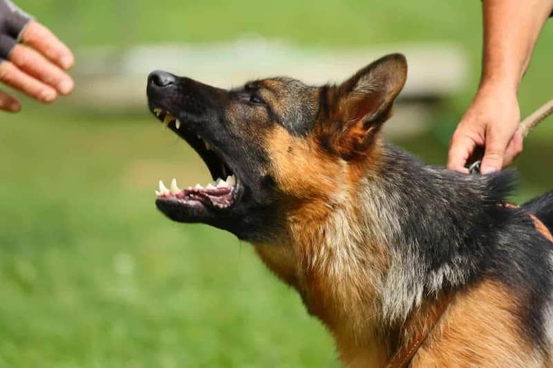 how to stop german shepherds from barking