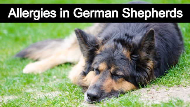 allergies in german shepherds