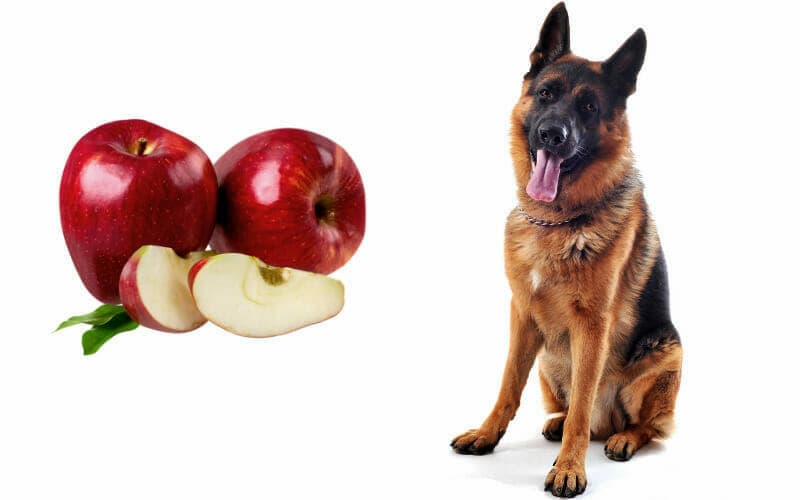 can german shepherd puppies eat apples