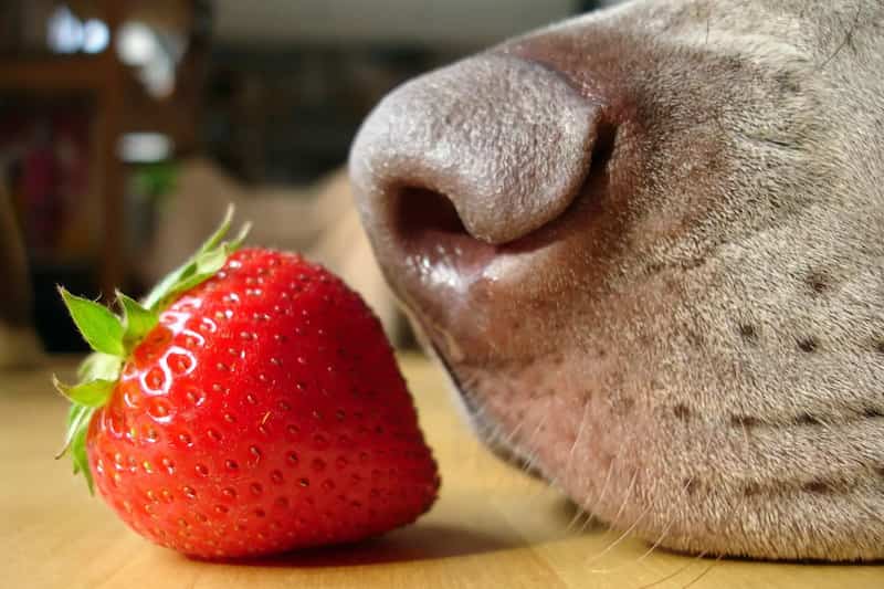 can german shepherds have strawberries