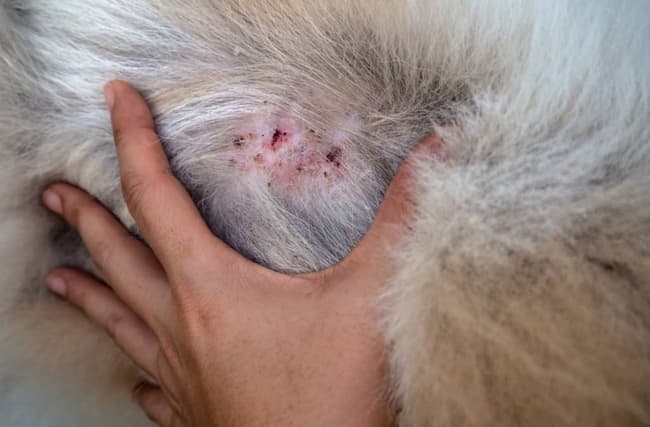 fungal dermatitis in dogs treatment