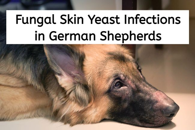 fungal german shepherd skin yeast infection