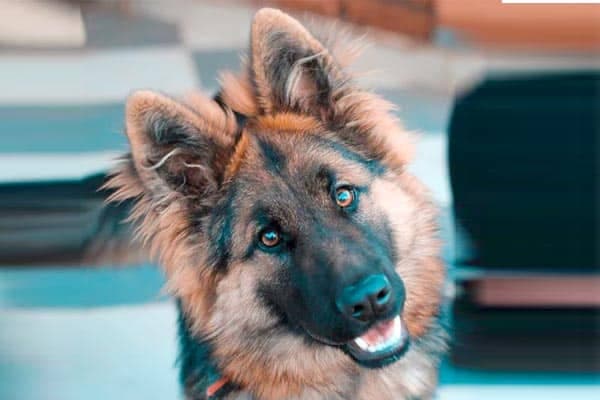  german shepherd puppy head tilt