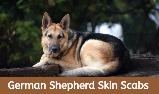 german shepherd skin scabs