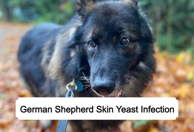 german shepherd skin yeast infection
