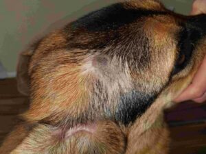 German Shepherd Skin Scabs: Everything You Need to Know