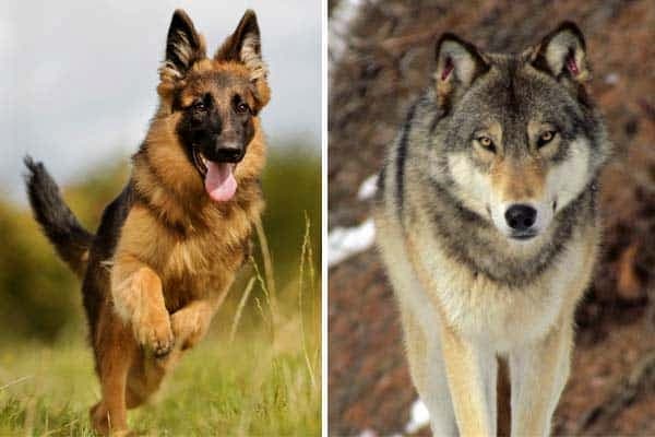 why are german shepherds like wolves