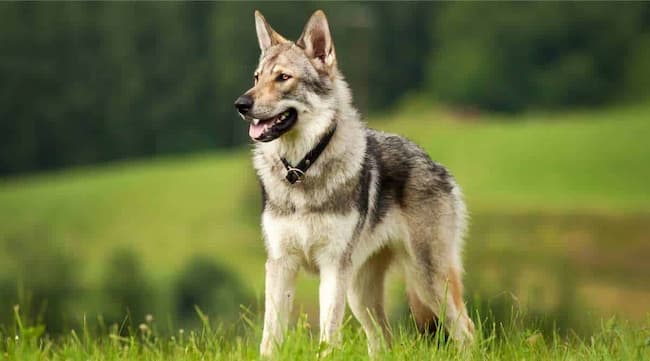 why do german shepherd look like wolves