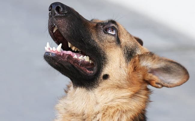 why do german shepherds have moles