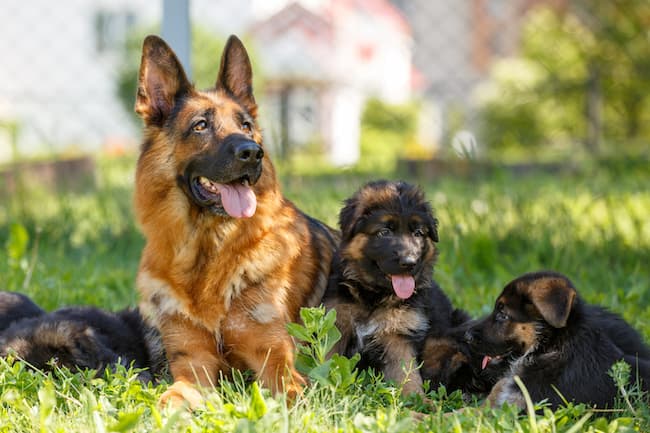  why do german shepherds shed so much hair