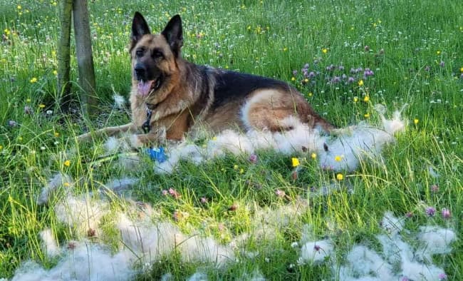 why do german shepherds shed so much