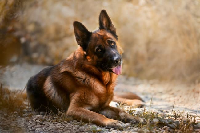  why does my german shepherd tilt his head