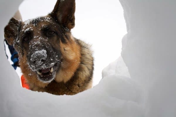  german shepherd cold tolerance