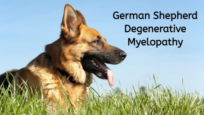 german shepherd degenerative myelopathy