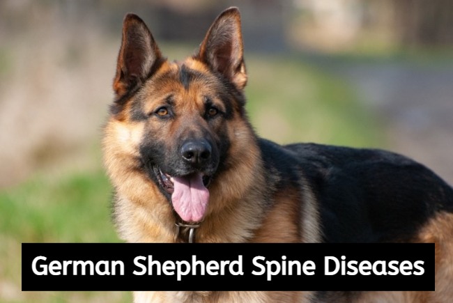 german shepherd spine disease