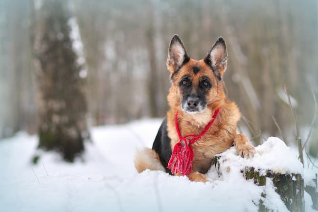 german shepherd temperature tolerance