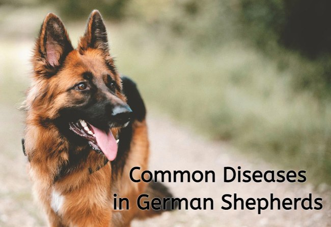 what diseases do german shepherds get