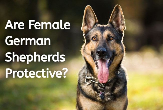 will a female german shepherd protect me