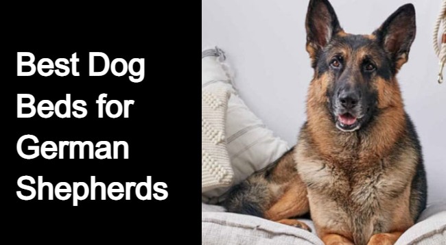 Best Dog Beds for German Shepherds