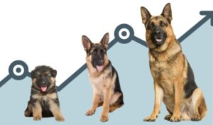 German Shepherd Growth Chart by Month