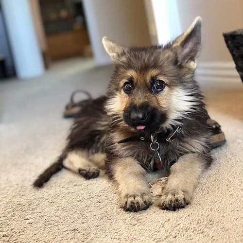 german shepherd with dwarfism life expectancy