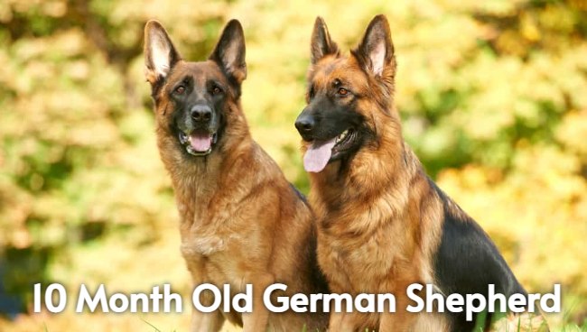 10 month old german shepherd