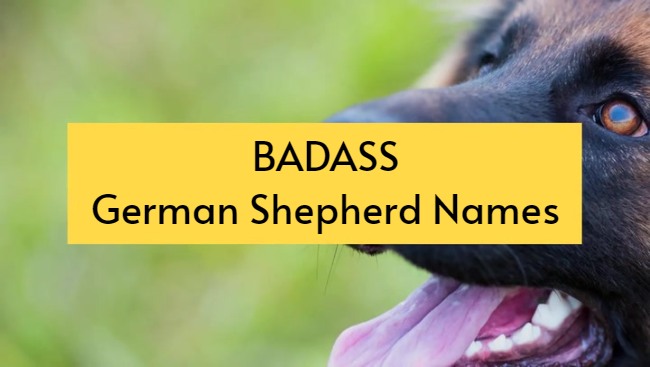 badass german shepherd names