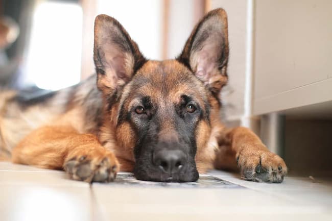 can german shepherds be left alone