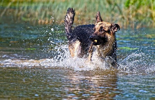 can german shepherds swim naturally