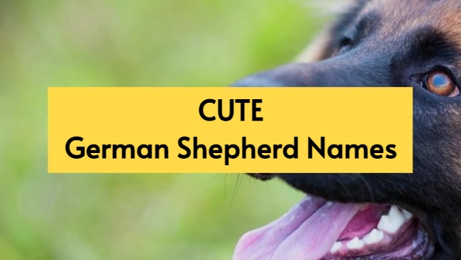 cute german shepherd names