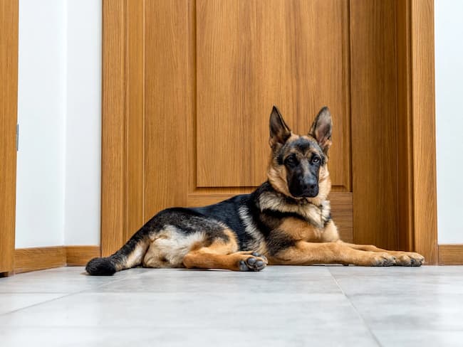  how long can a german shepherd be left alone 