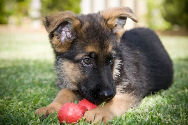  how much should a 12 week old german shepherd weight 