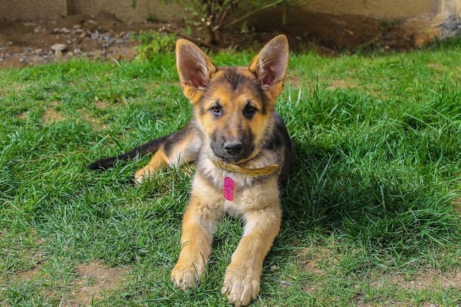 how to care for a 12 week old german shepherd