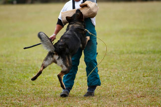  schutzhund training commands 